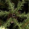 Choinka sztuczna Premium Royal Trees 180 cm świerk syberyjski, drzewko świąteczne