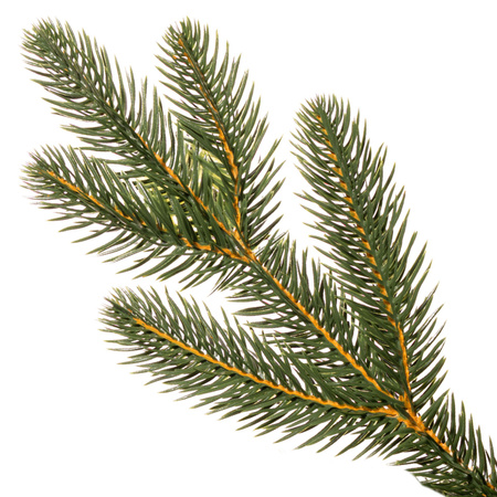 Sosna, choinka sztuczna 240 cm Royal Trees premium drzewko świąteczne jak żywe