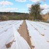 Agrowłóknina zimowa 70g/m2 ochronna na rośliny otulina gruba 100x1,6m biała