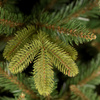 Choinka sztuczna Premium Royal Trees 240 cm świerk syberyjski, drzewko świąteczne